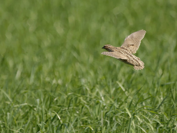 Viiriäinen, Common Quail, Coturnix coturnix
